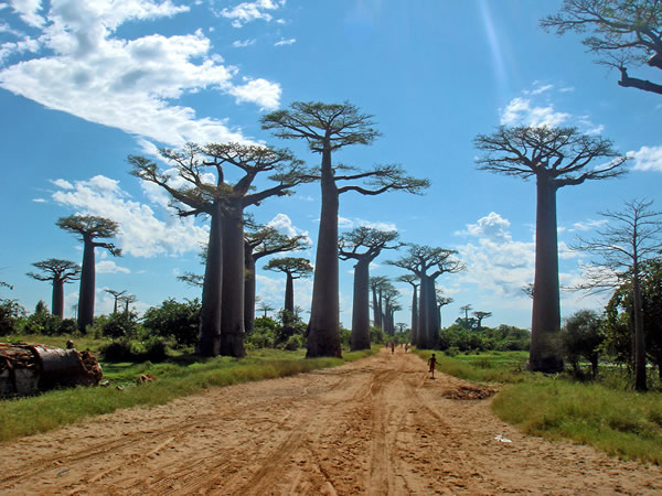 Avenue of the Baobabs